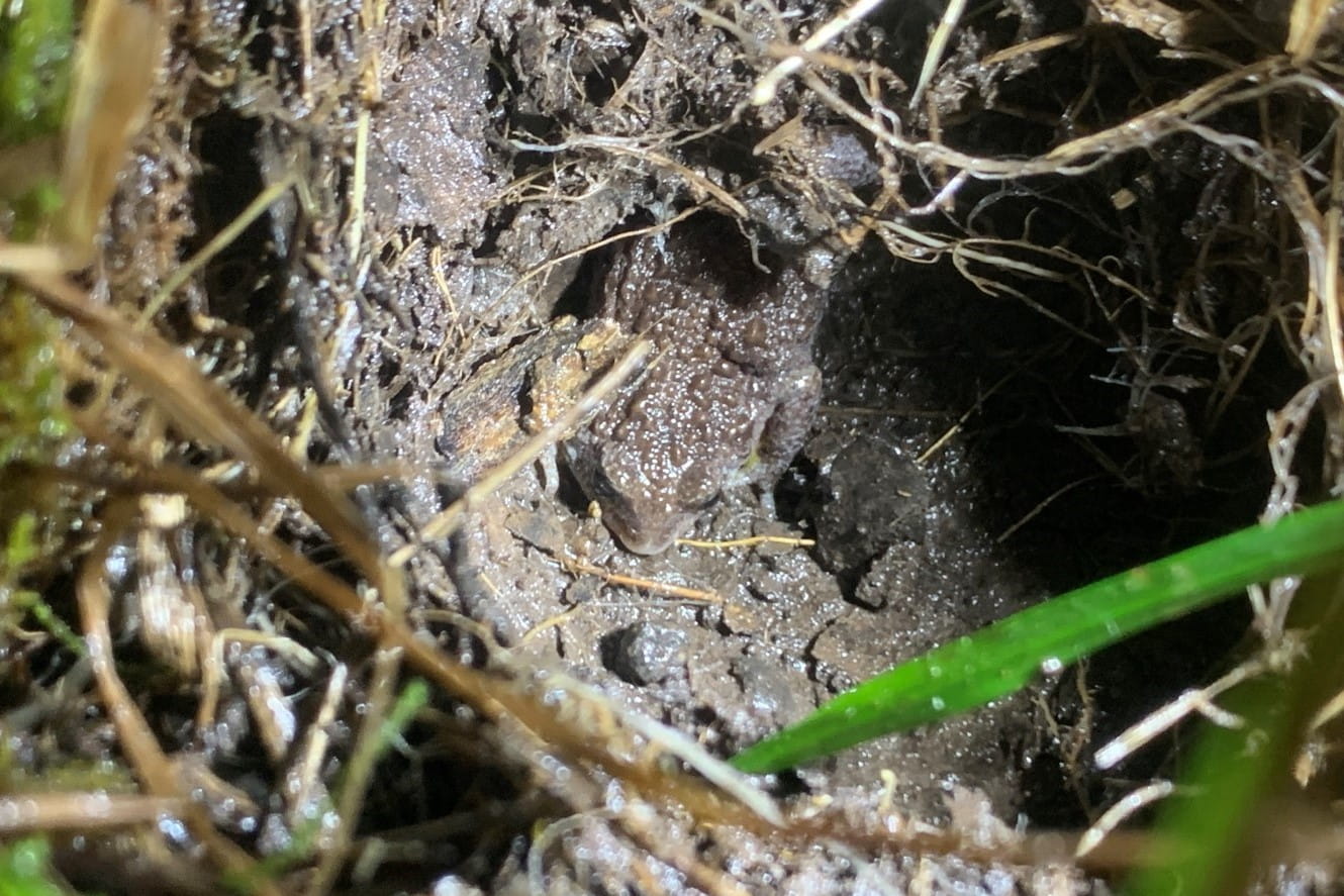 Southern Toadlet on a nest