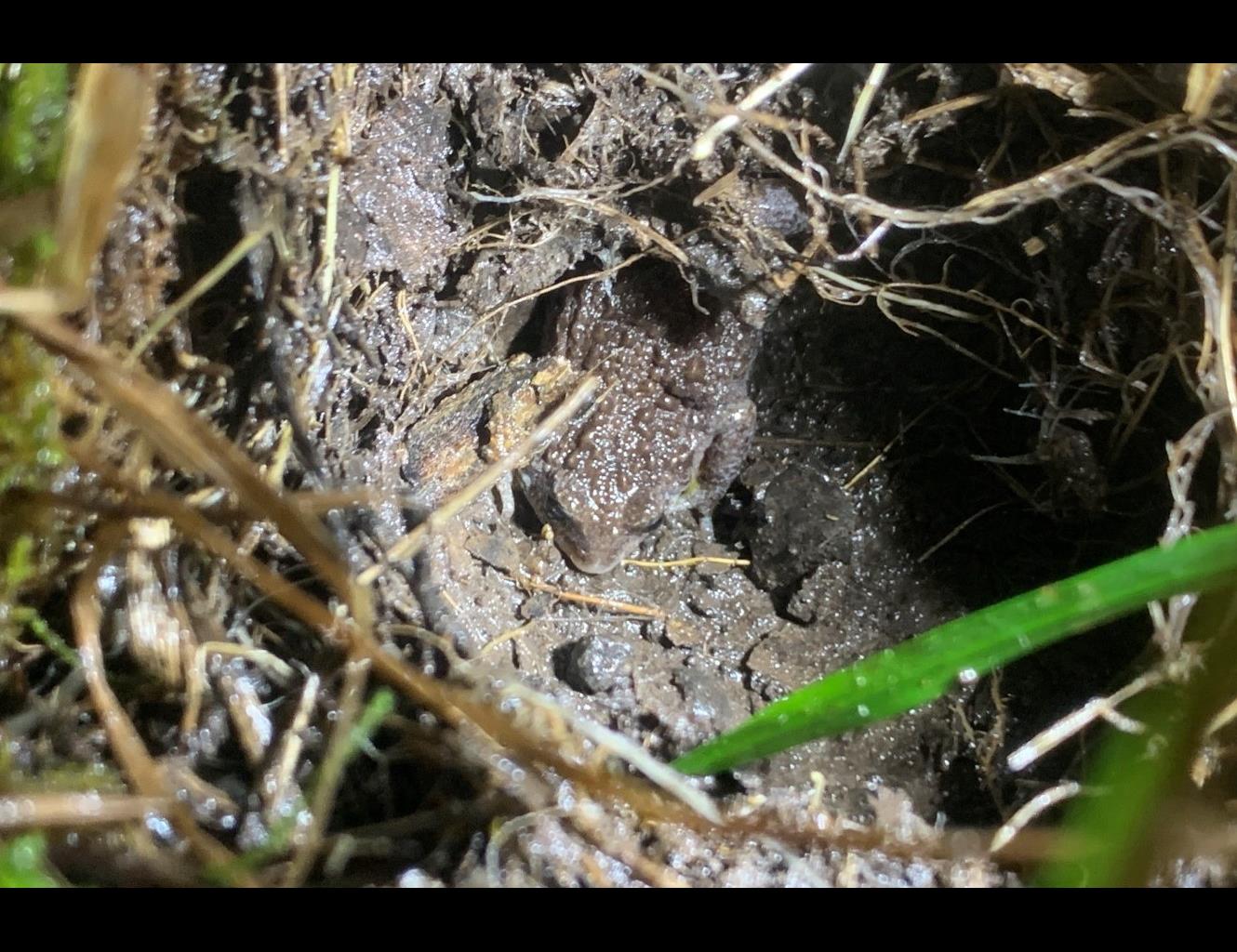 Southern Toadlet on a nest