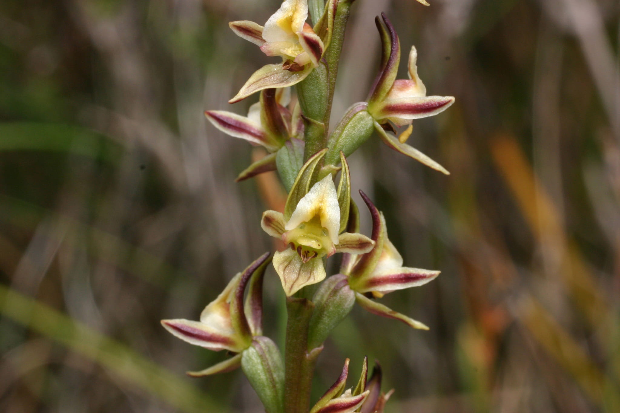 Close up image of a Shelley Leek Orchid