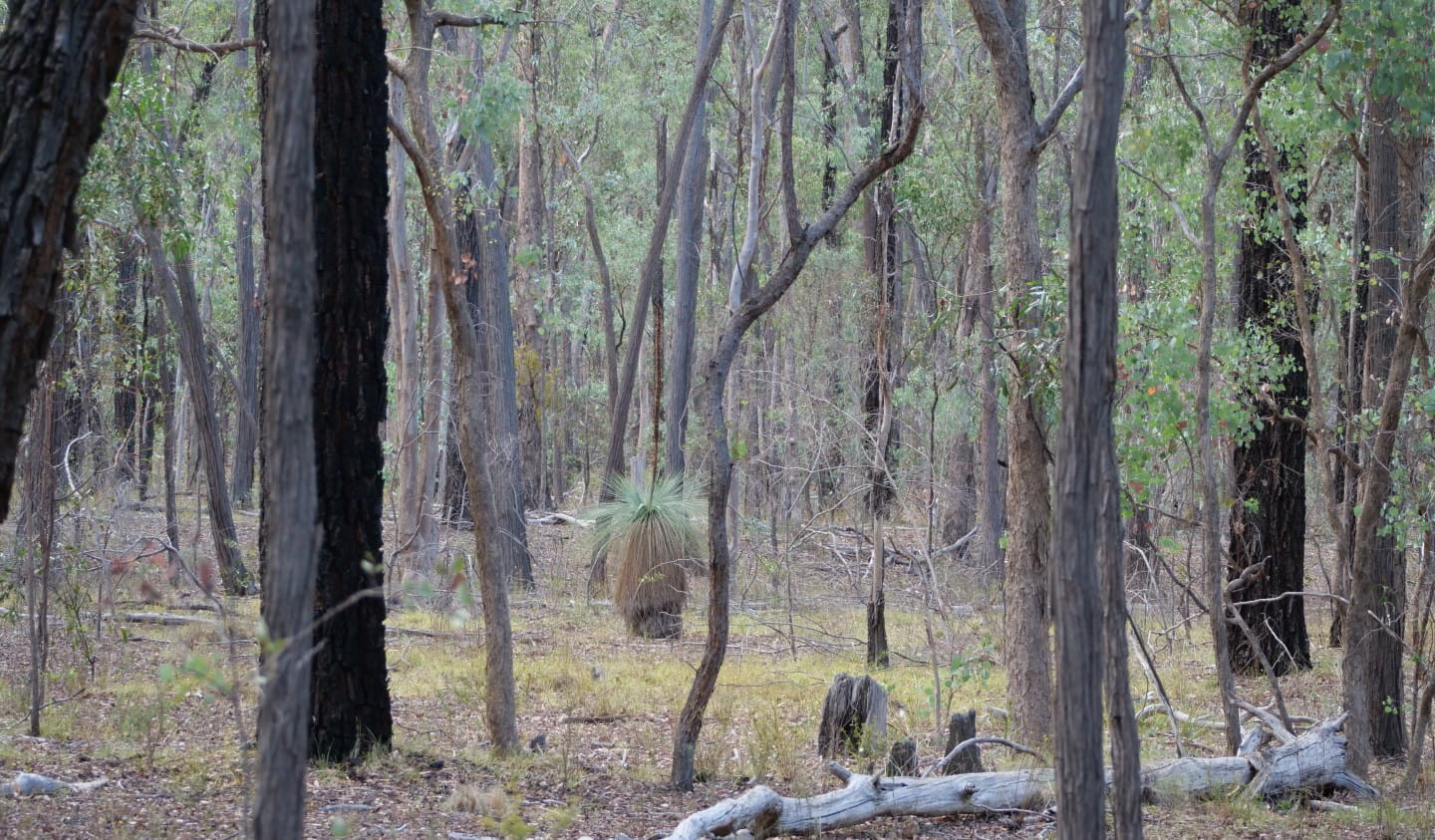 The Box-Ironbark forests of Chiltern-Mt Pilot National Park are incredibly biodiverse.