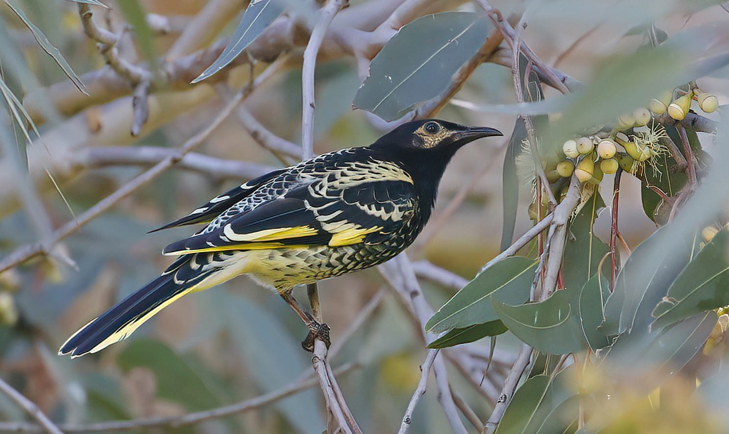 Regent Honeyeater in Chiltern-Mt Pilot National Park. Photographer: Neville Bartlett - Friends of Chiltern-Mt Pilot National Park