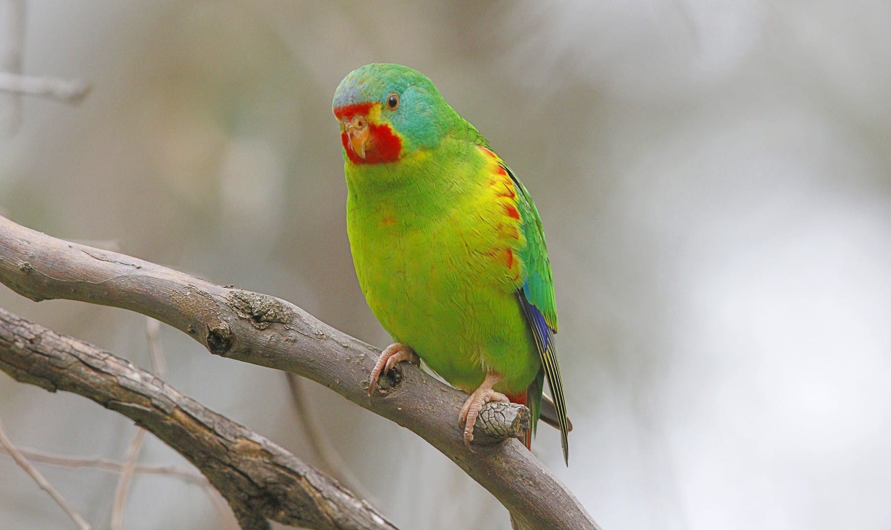 Swift Parrot in Chiltern-Mt Pilot National Park. Photographer: Neville Bartlett - Friends of Chiltern-Mt Pilot National Park