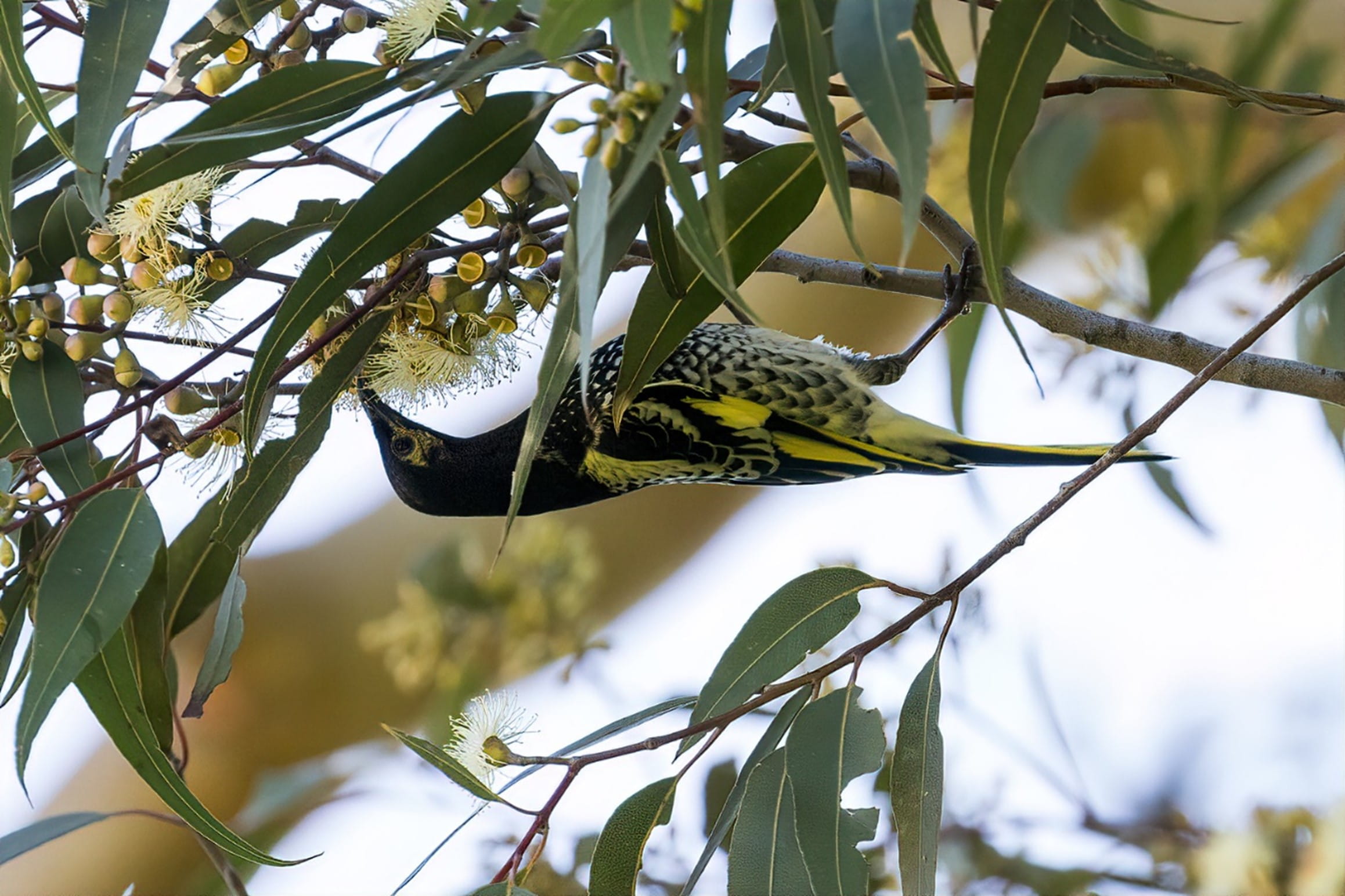 A small honeyeater is hanging upside down from the tree probing for nectar in flowers.