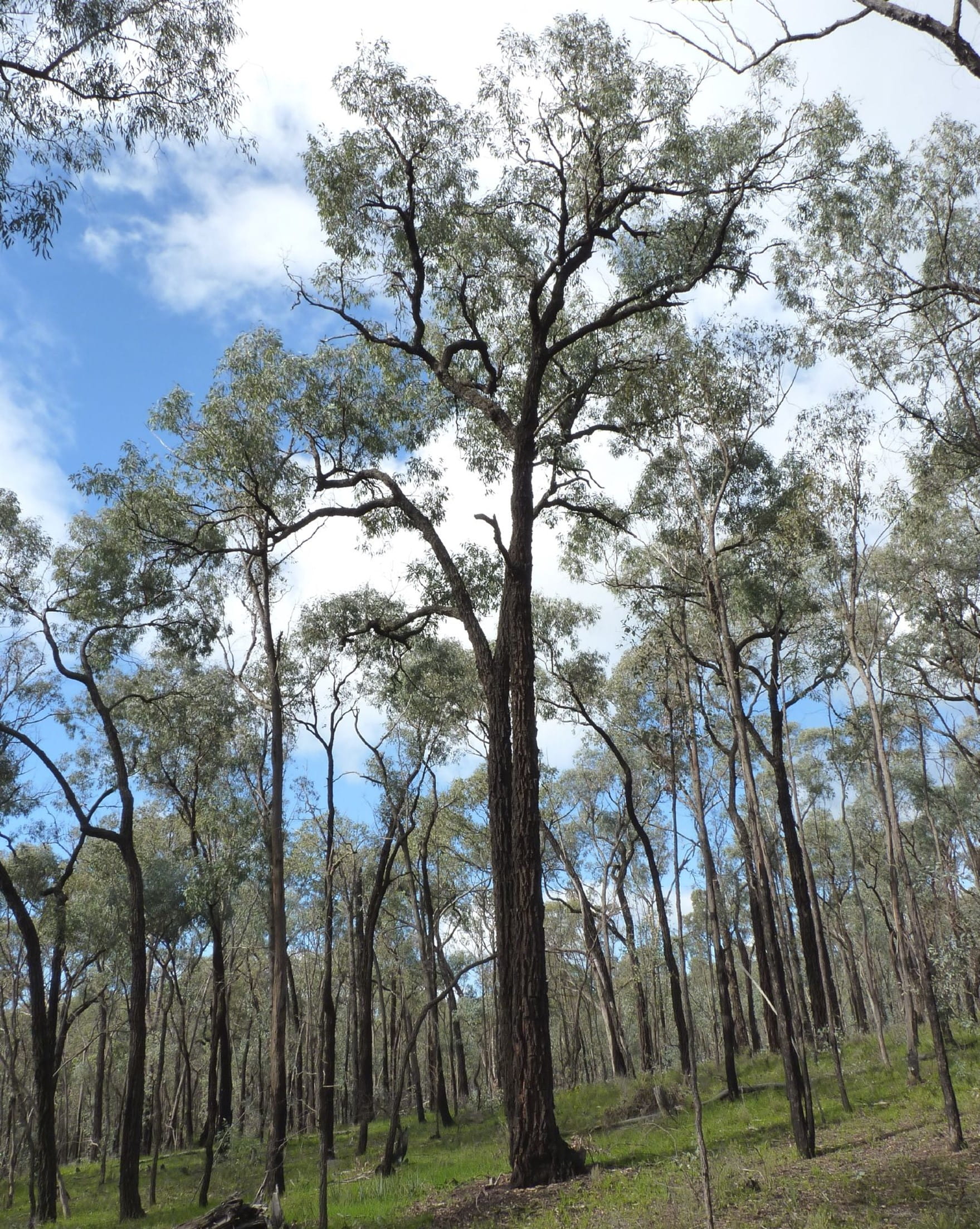 The tree has dark bark and dark green leaves. There are many other trees interspersed in the image, with grass growing on the soil. 