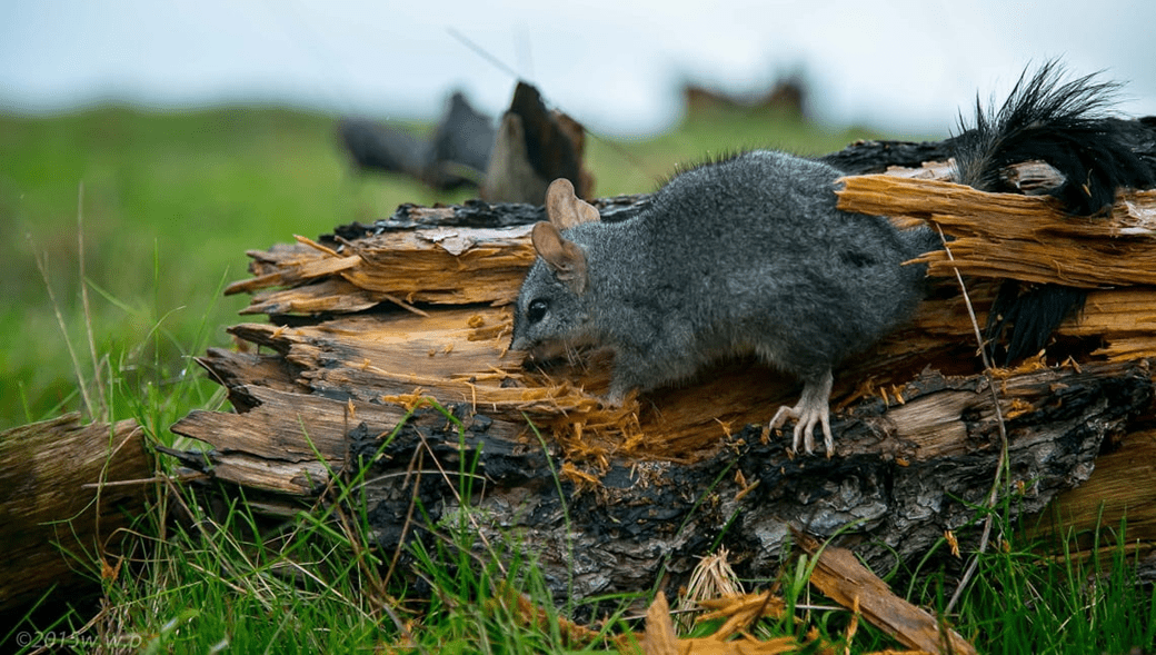 A rat sized marsupial with a fluffy black tail is sitting in broken wood.