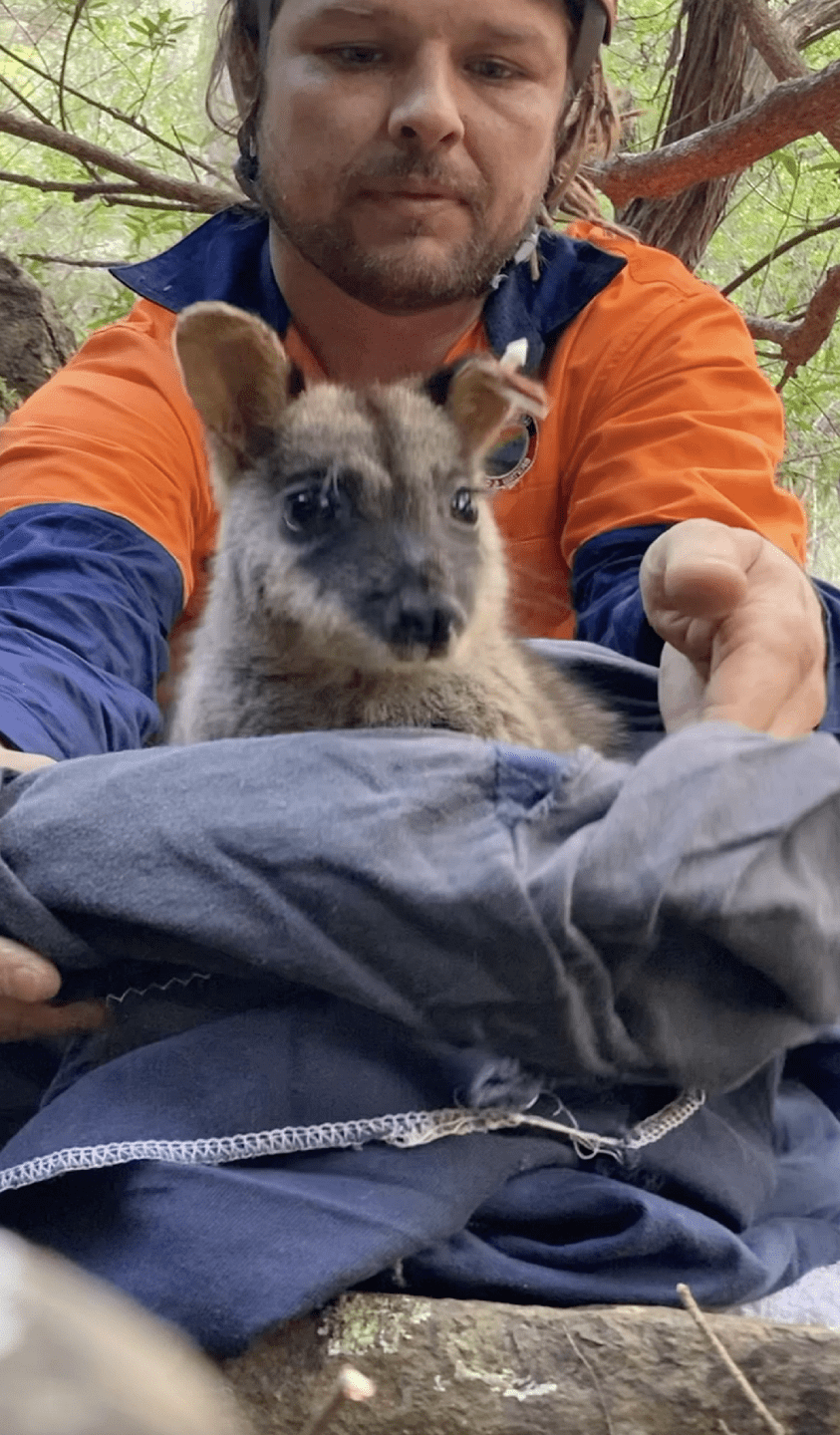 A Brush-tailed Rock-wallabie is released in the Snowy River National Park by Gunaikurnai ranger Bryce Baxter