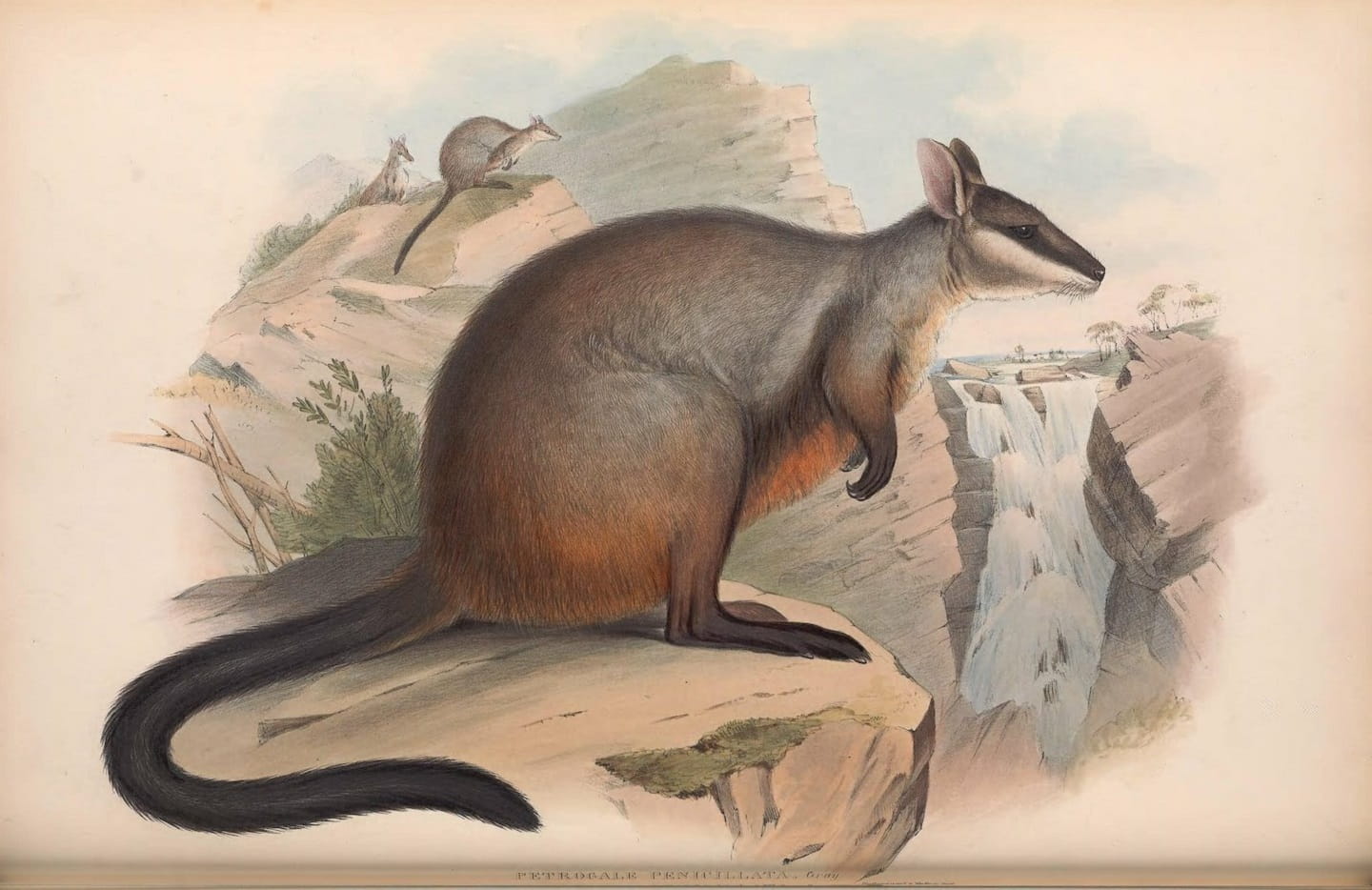Brush-tailed Rock-wallaby lithograph print. London 1842