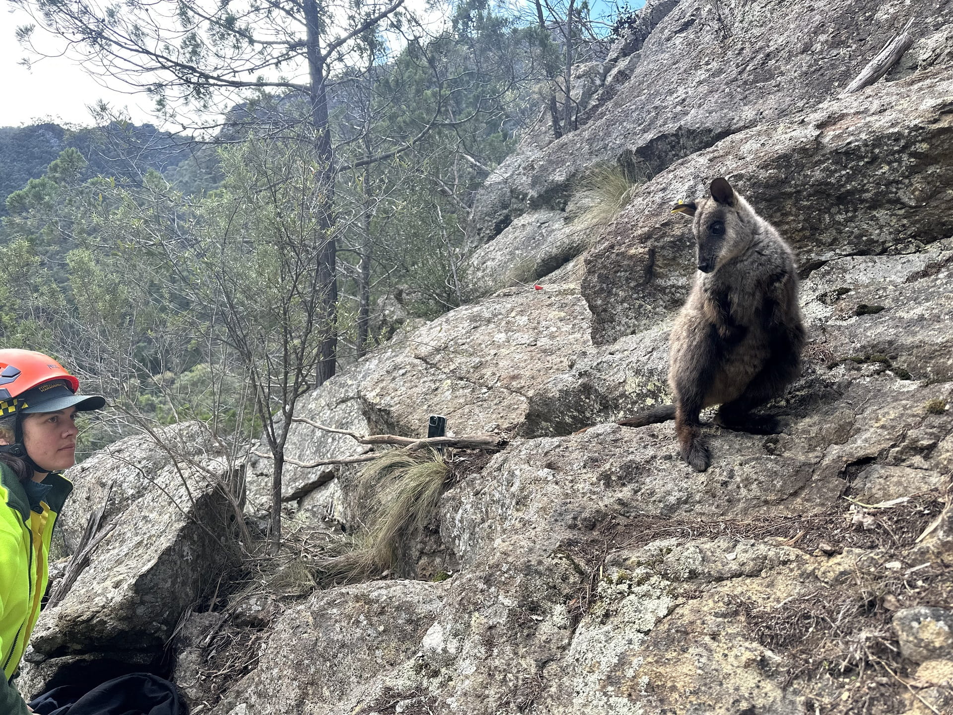 A Mount Rothwell sanctuary bred Brush-tailed Rock-wallaby is released in the Snowy River National Park to save the Little River Gorge colony from genetic collapse