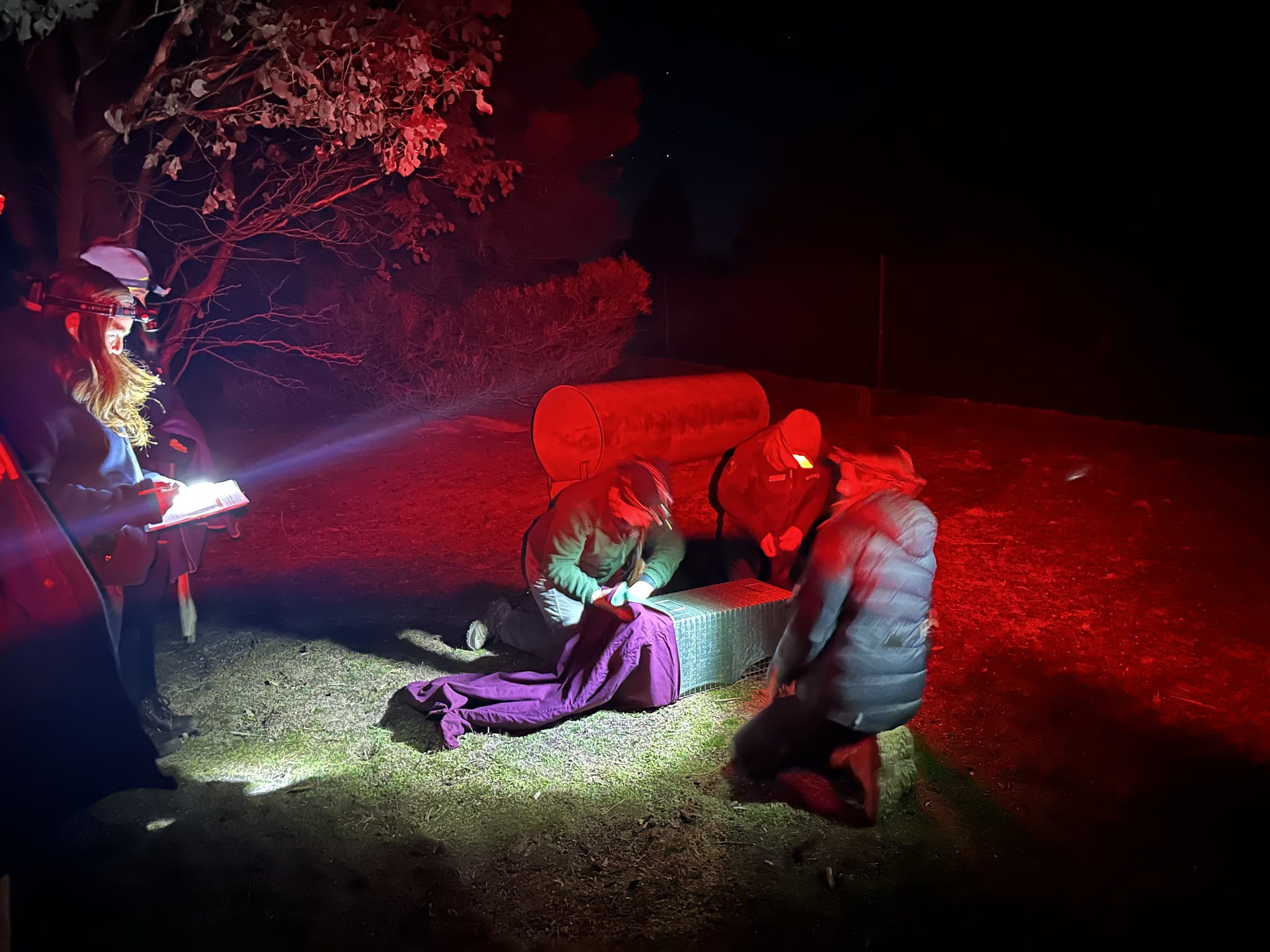 A team of specialists work at night preparing to transport captive bred wallabies from Mount Rothwell to Little River Gorge in the Snowy River National Park
