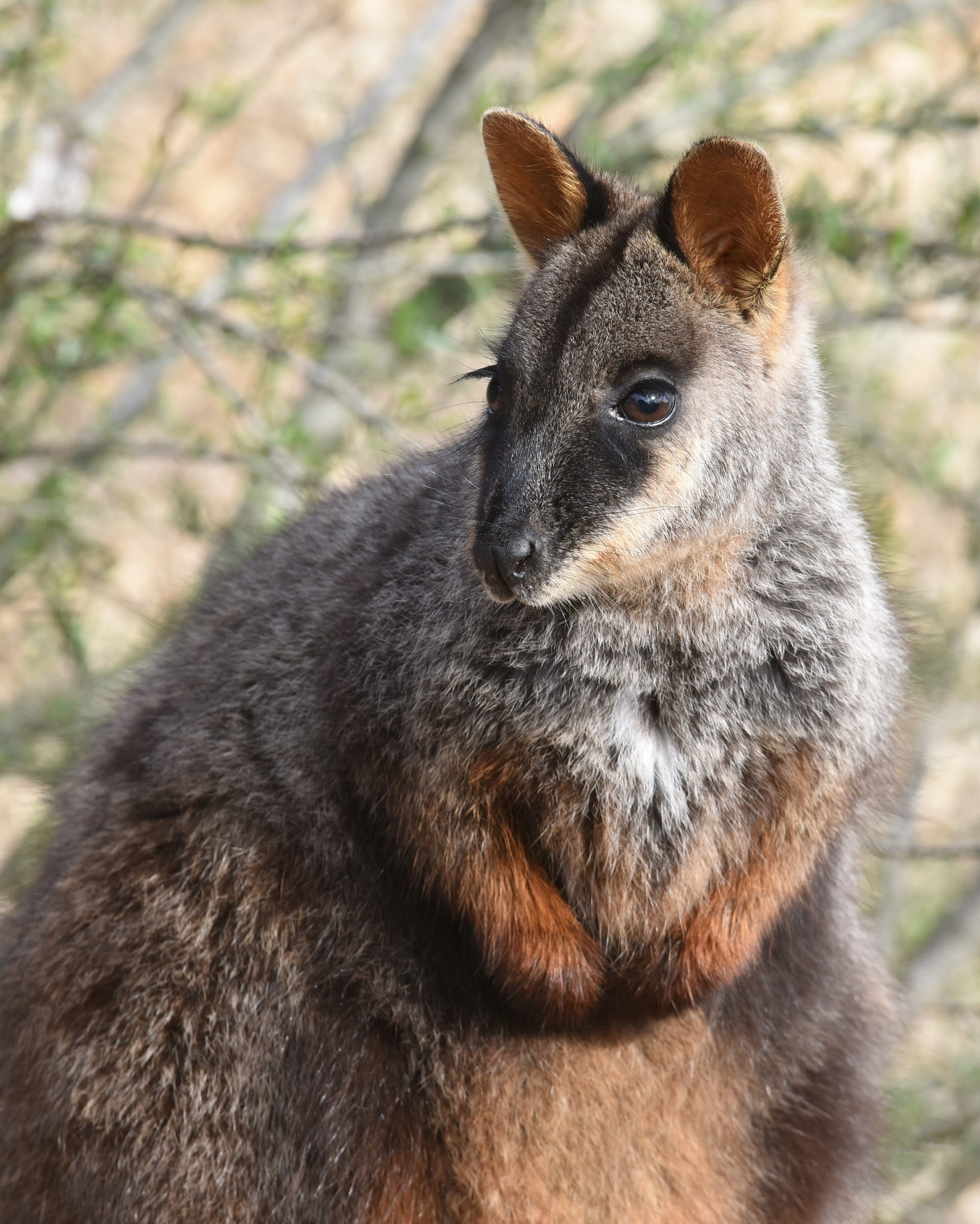 Mount Rothwell bred Brush-tailed Rock-wallaby at Mount Rothwell. These incredibly special marsupials live their life amongst the sheer vertical cliffs of rocky ranges. They are the kangaroo equivalent of mountain goats. 