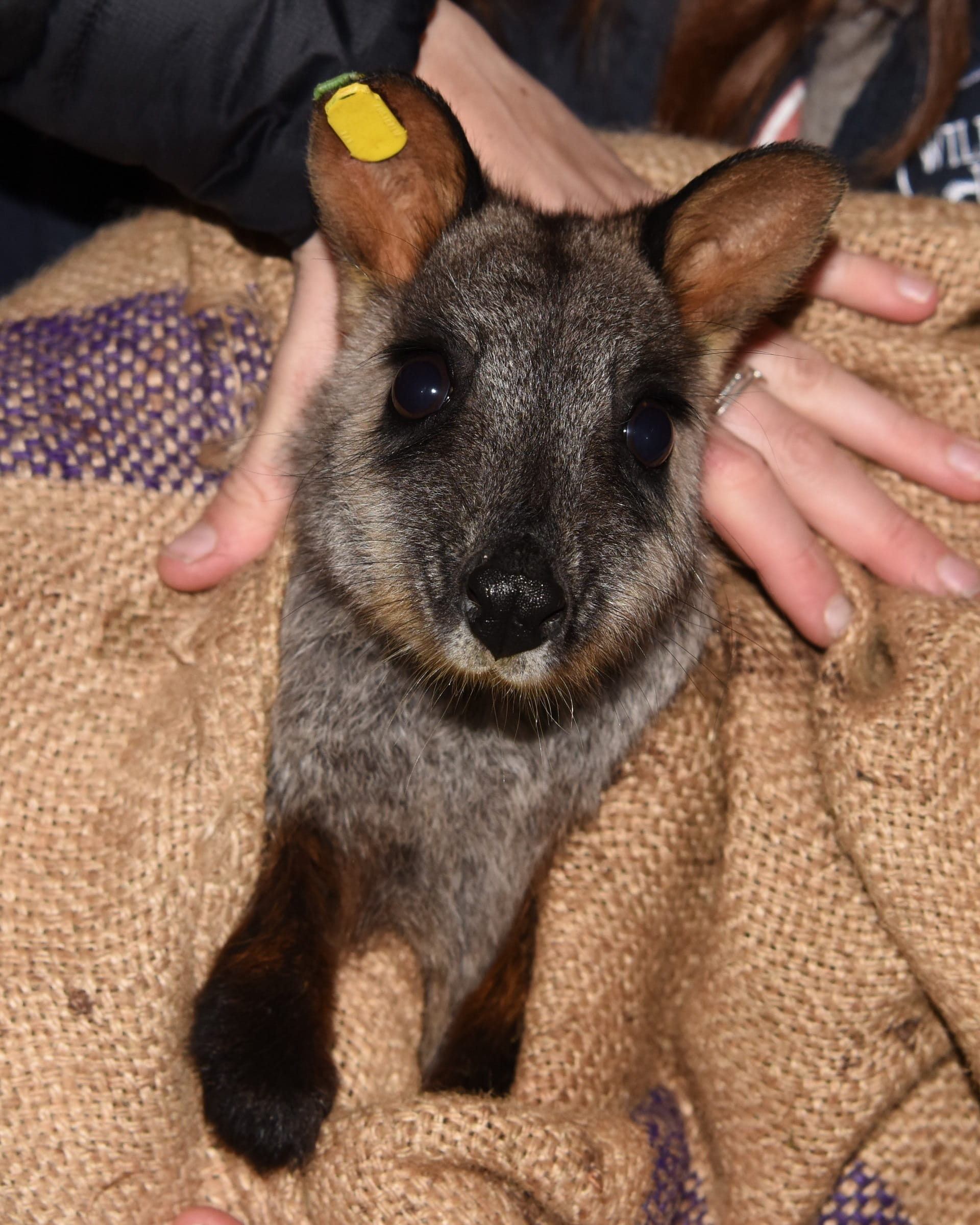 One of 5 hand-picked Mount Rothwell bred Brush-tailed Rock-wallabies is prepared for the 500 km journey to Snowy River National Park