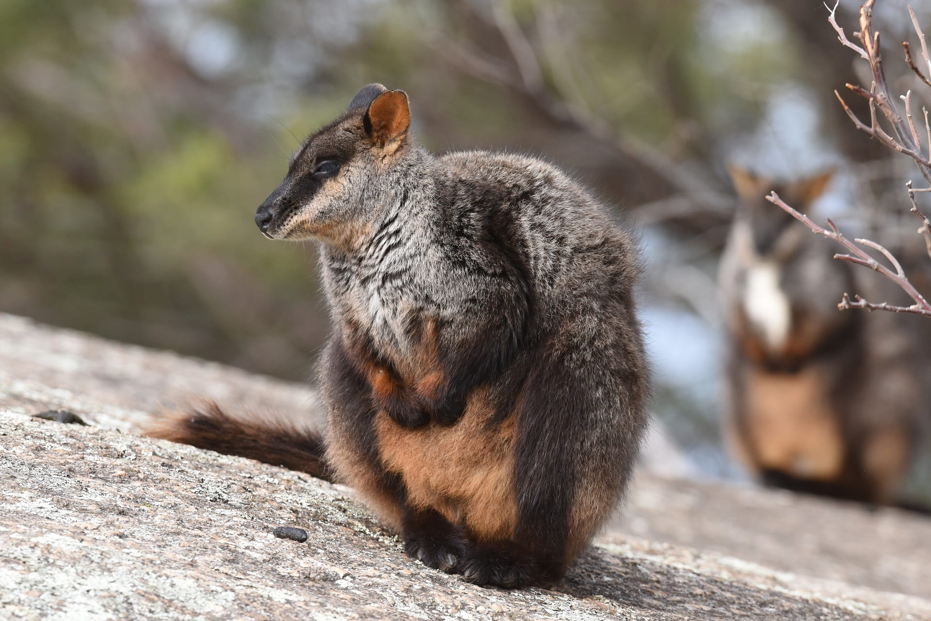 Brush-tailed Rock-wallabies bred in the semi-wild Victoria's largest feral predator-free ecosystem, Mount Rothwell