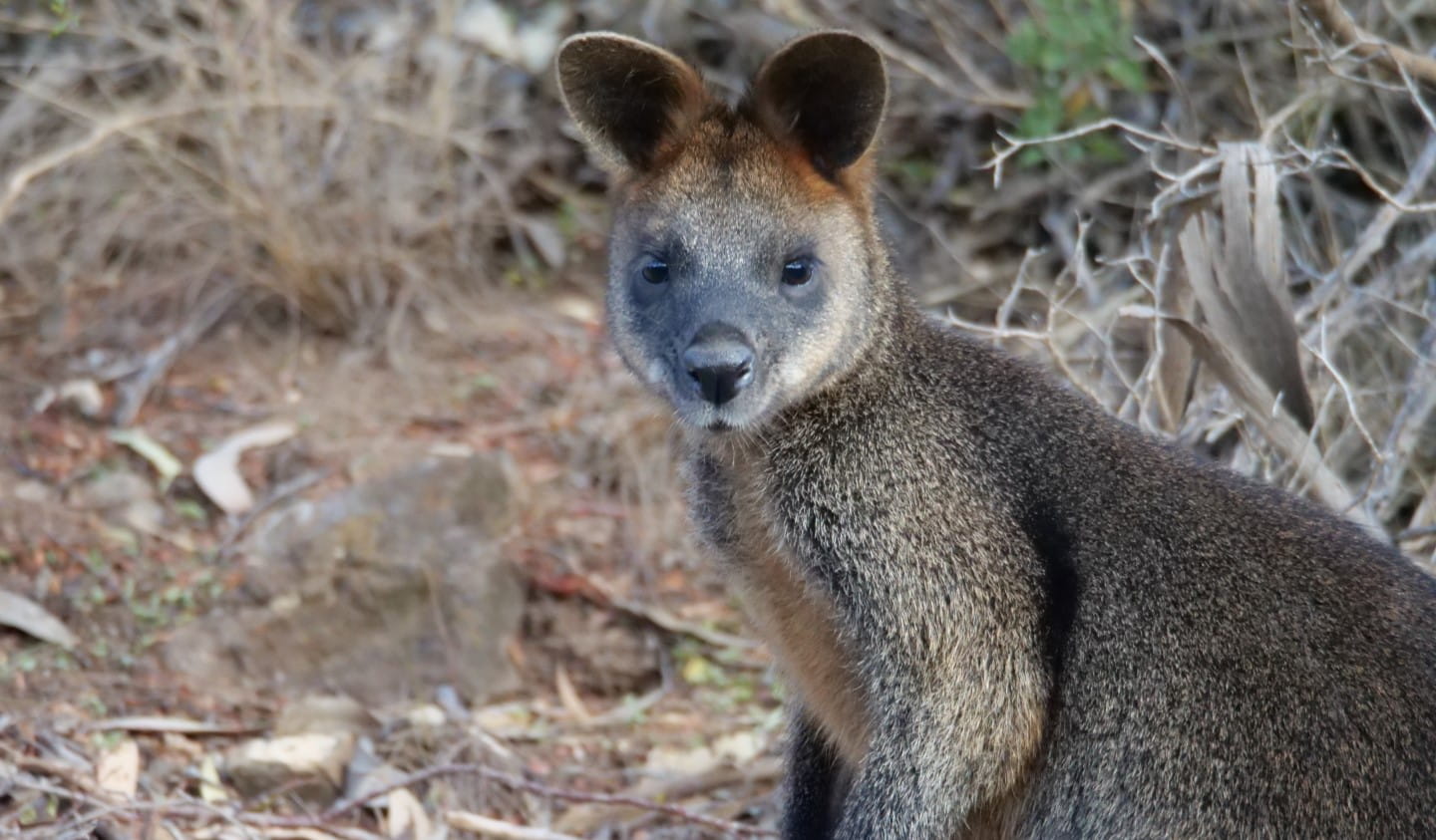 Swamp Wallaby at Organ Pipes National Park