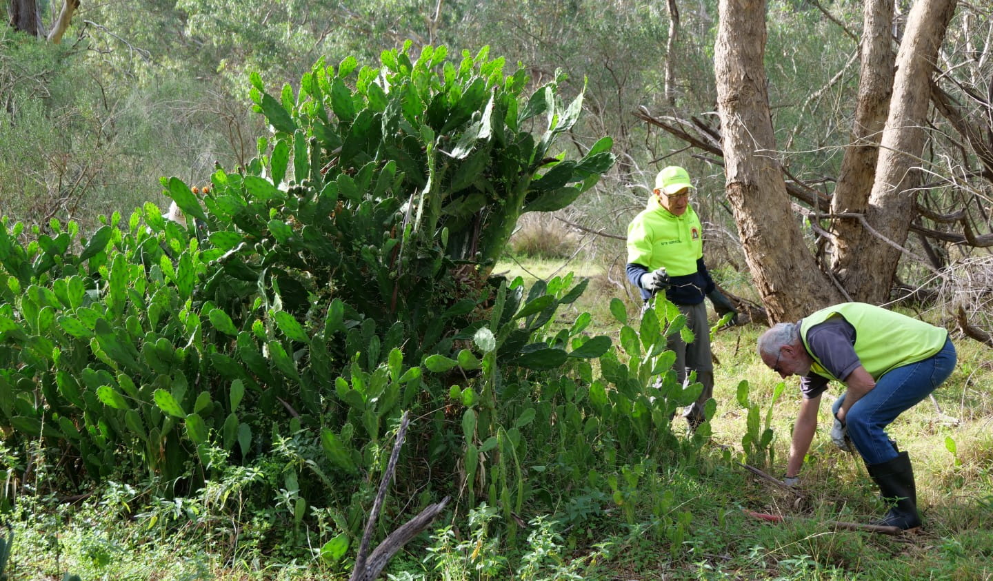 Friends of Organ Pipes National Park volunteers remove invasive weeds