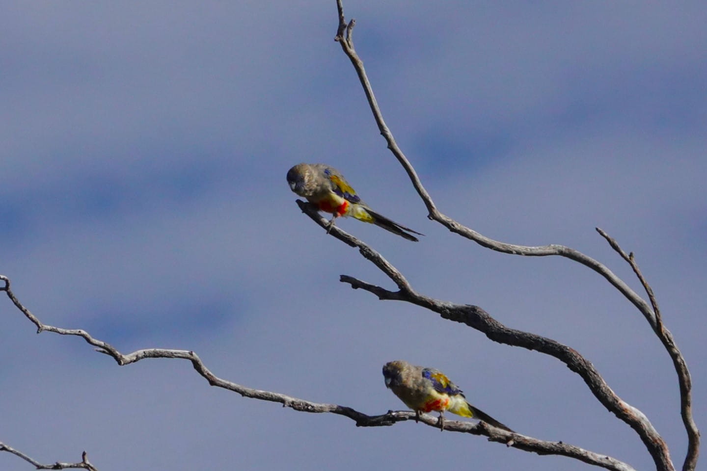 A pair of Blue Bonnet parrots
