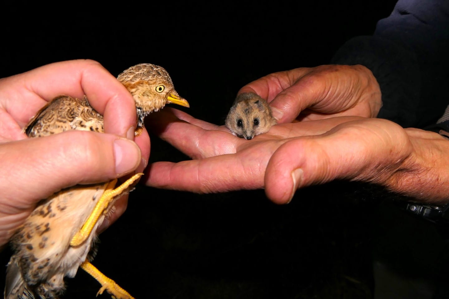 A Plains Wanderer and Fat-tailed Dunnart