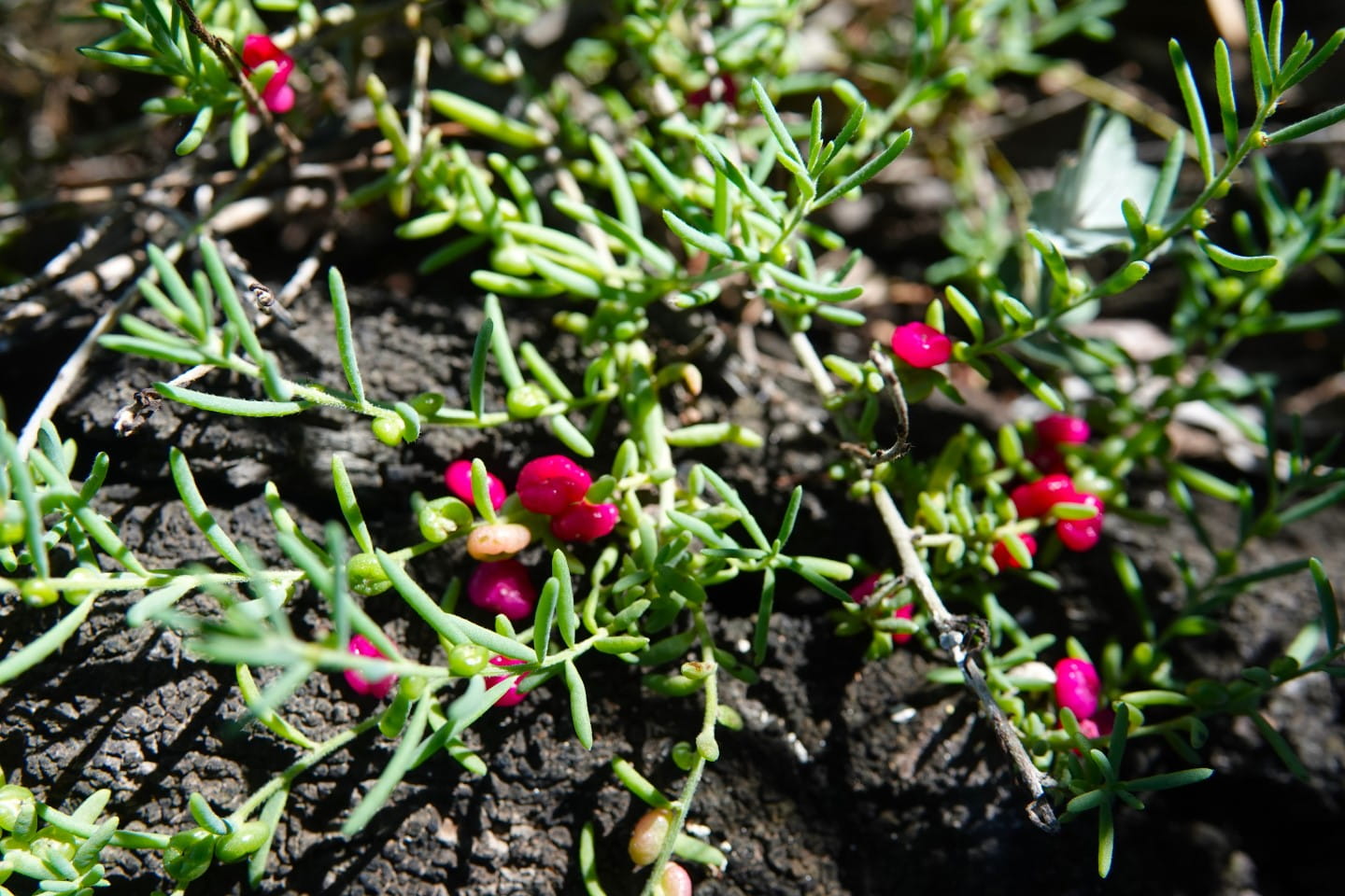 Ruby Saltbush at Bael Bael