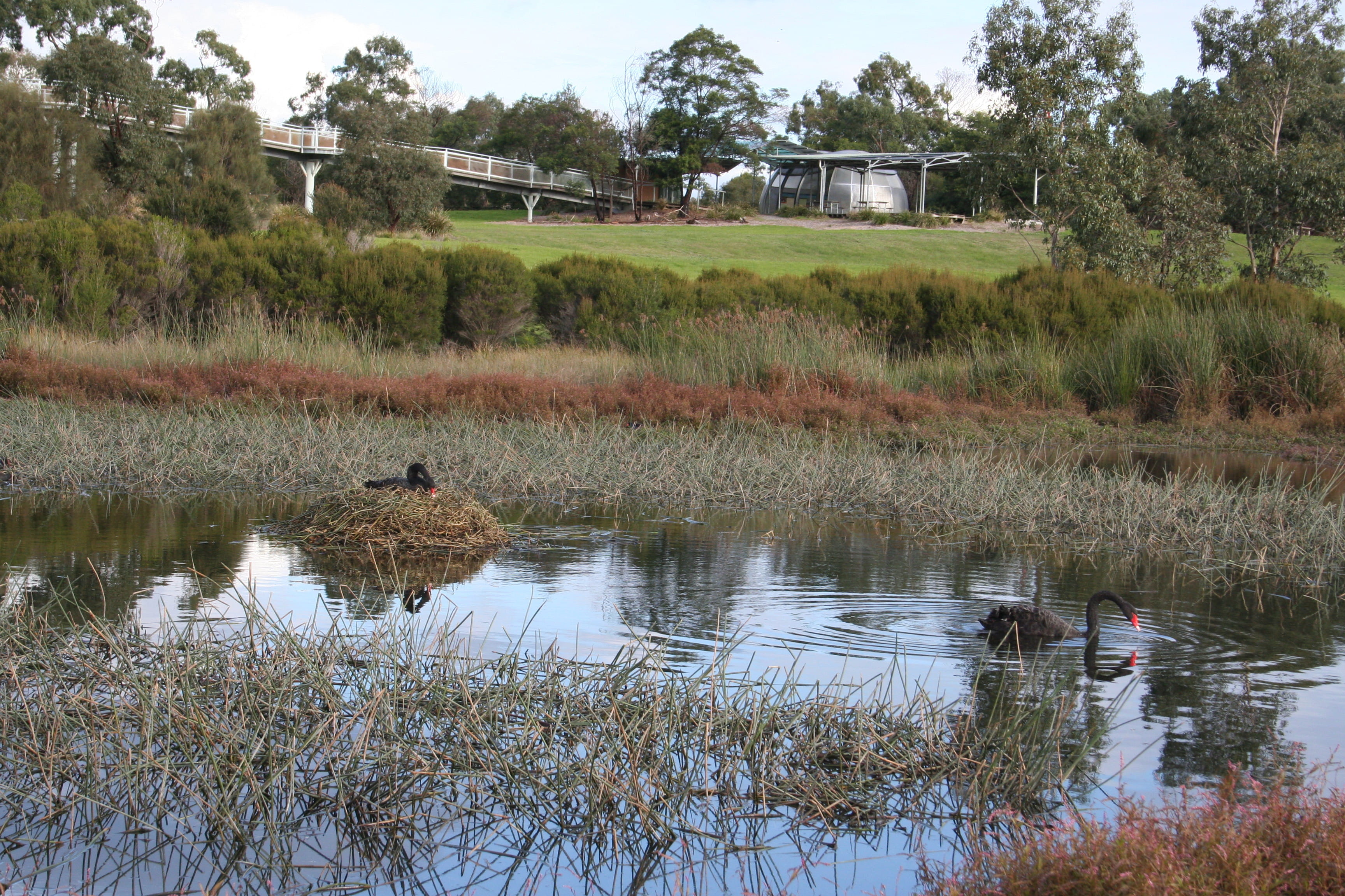 Karkarook park with views of the lake and swans