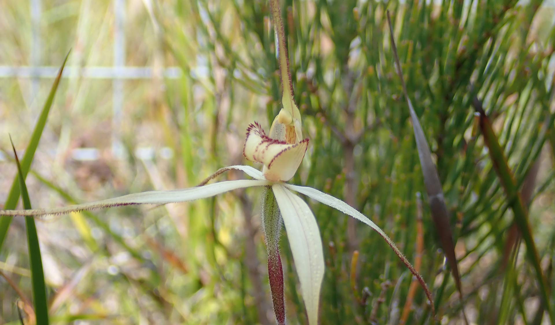Close-up of the endangered Eastern Spider Orchid
