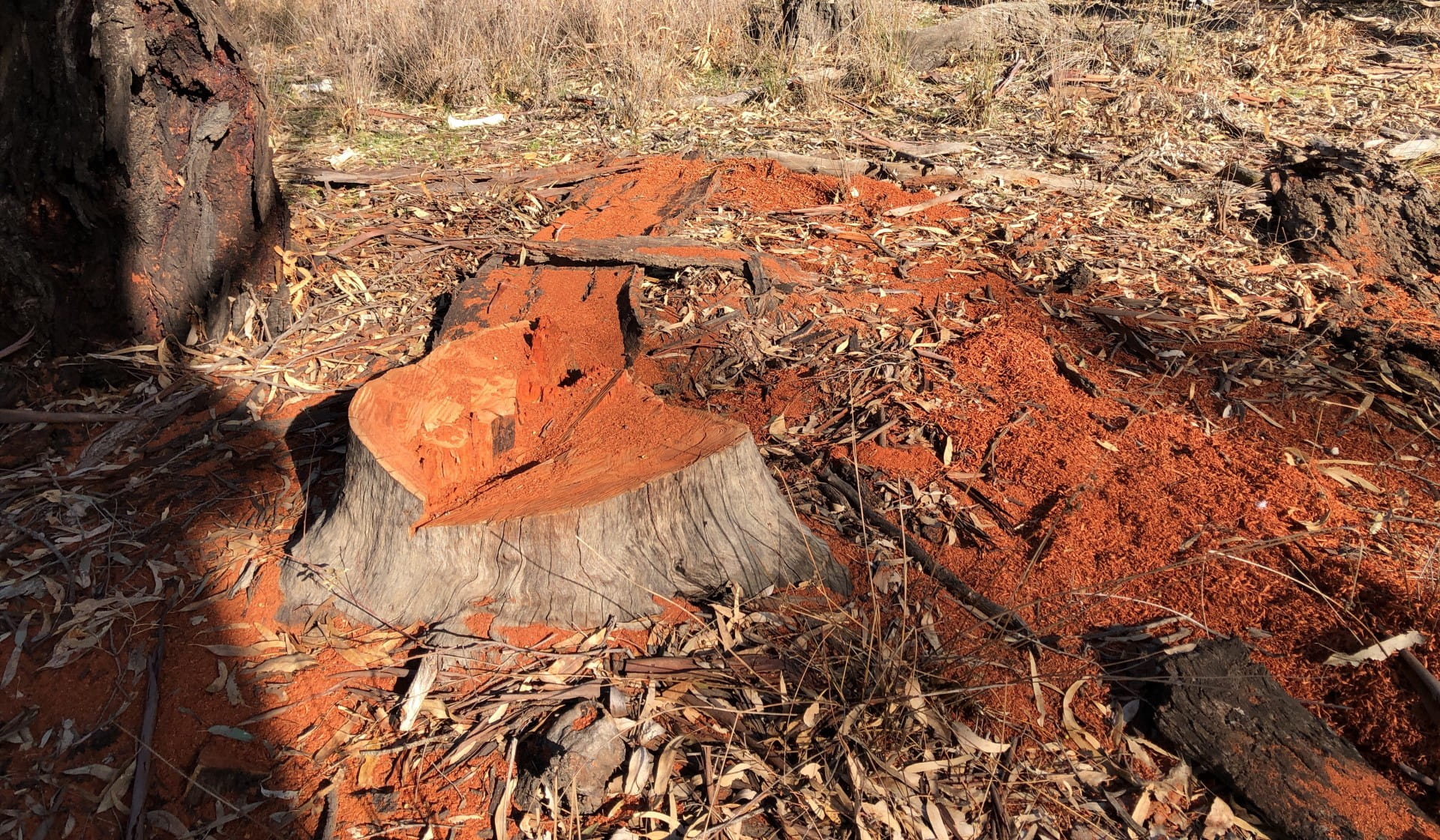 River Red Gum illegally cut down and removed from Gemmill Swamp Wildlife Reserve