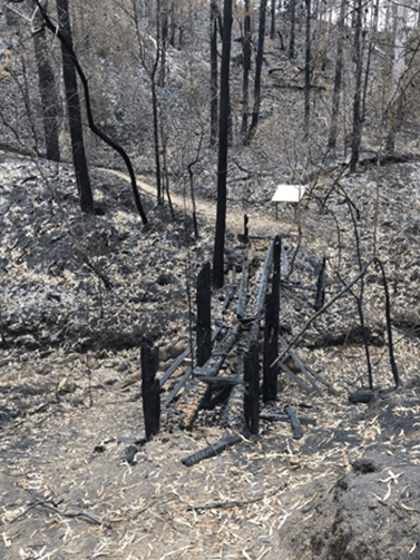 The blackened remains of a bridge amid a burned forest