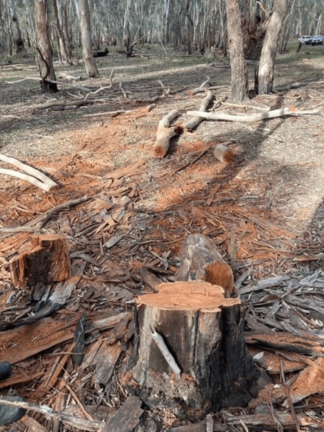 Chopped tree trunks in a forest