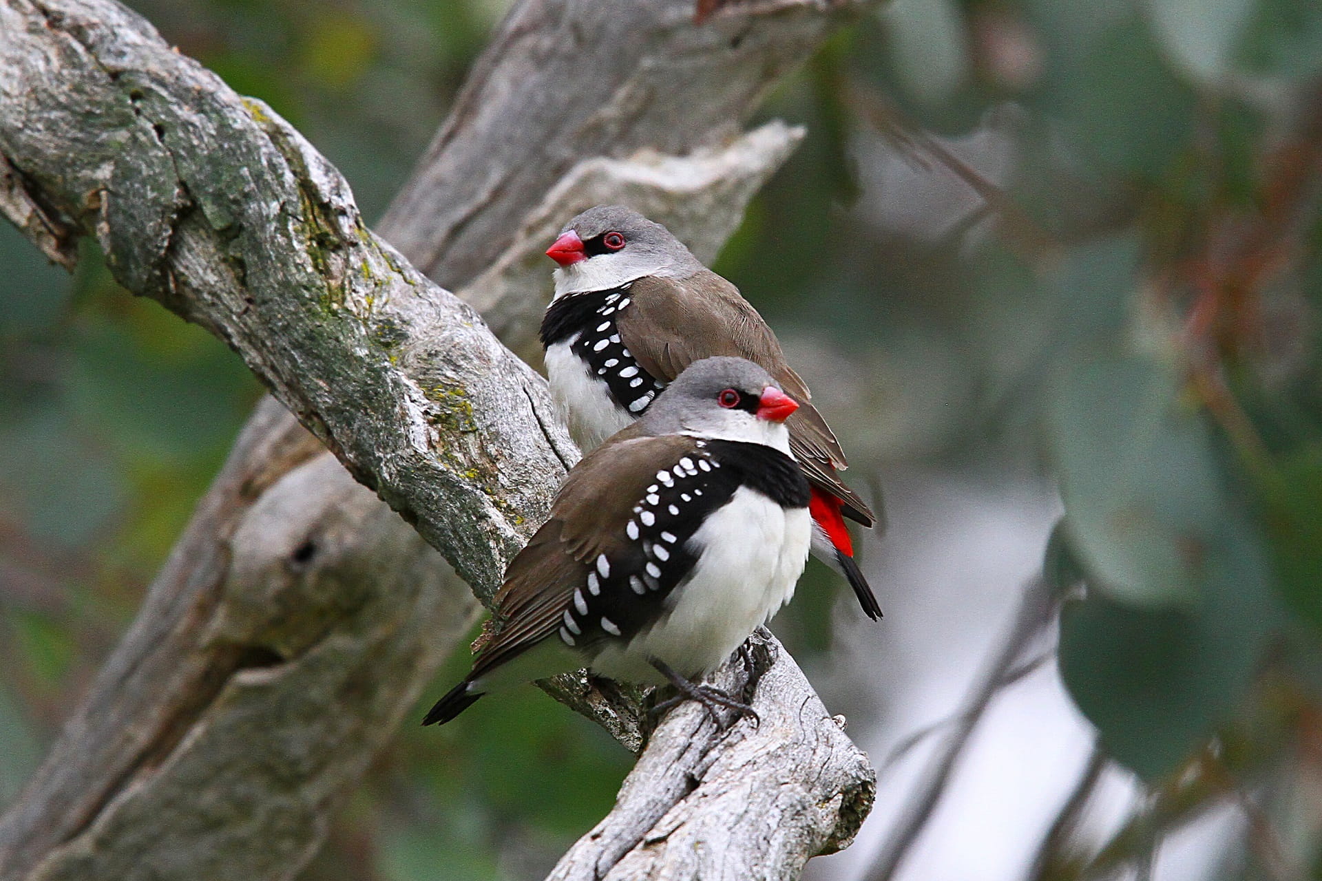 Diamond firetail perching on a branch