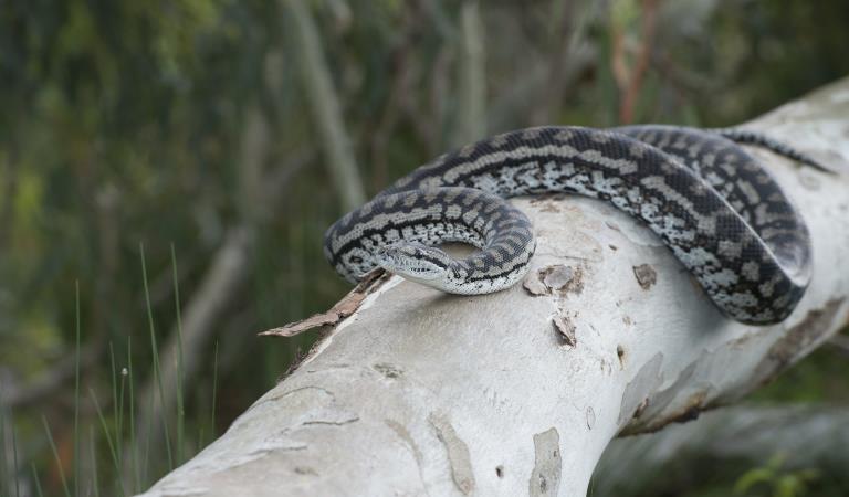 A carpet python slithers along a fallen log. Photography by Museums Victoria.