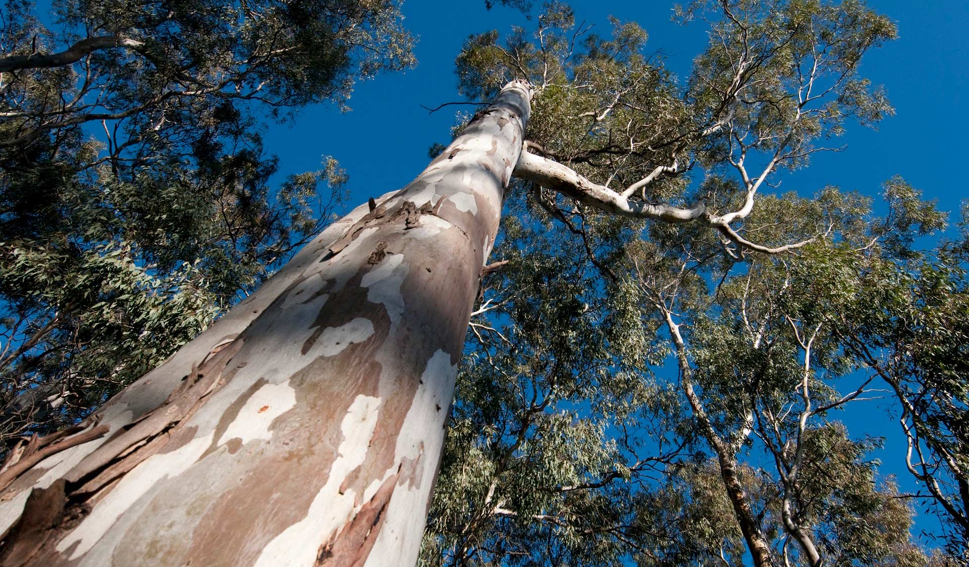 Looking up at an old-growth River Red Gum in Barmah National Park. Photography by Parks Victoria.