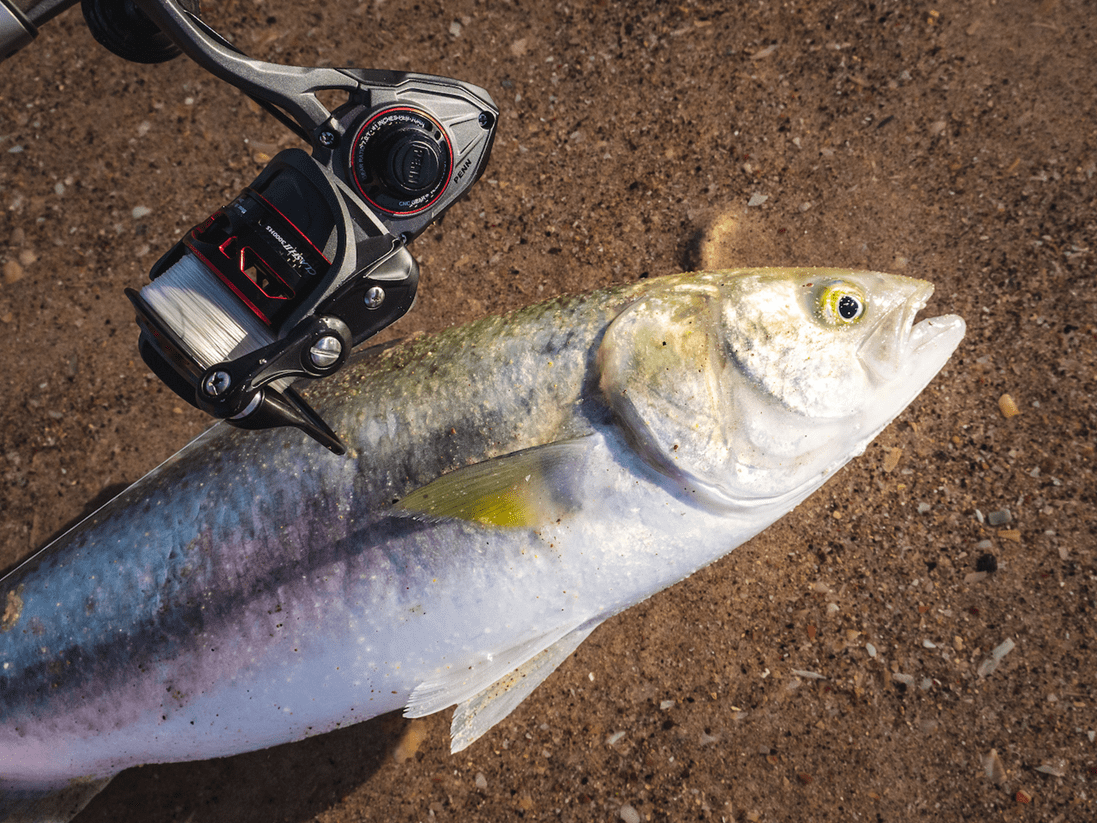 a fish is on the ground next to a fishing reel