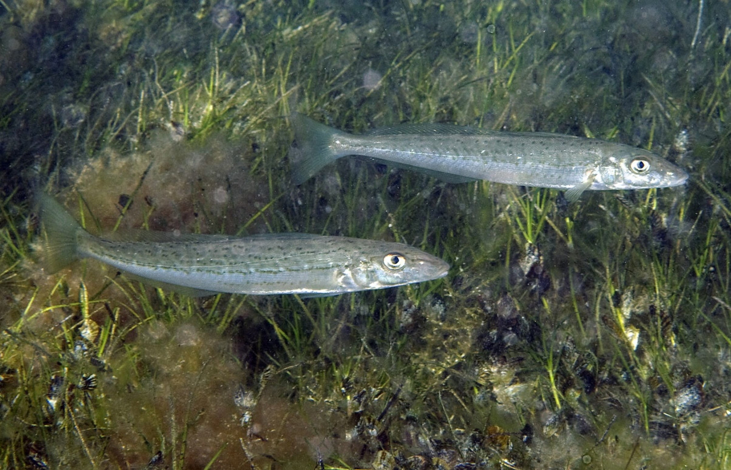 Two silver fish hovering above seagrass underwater