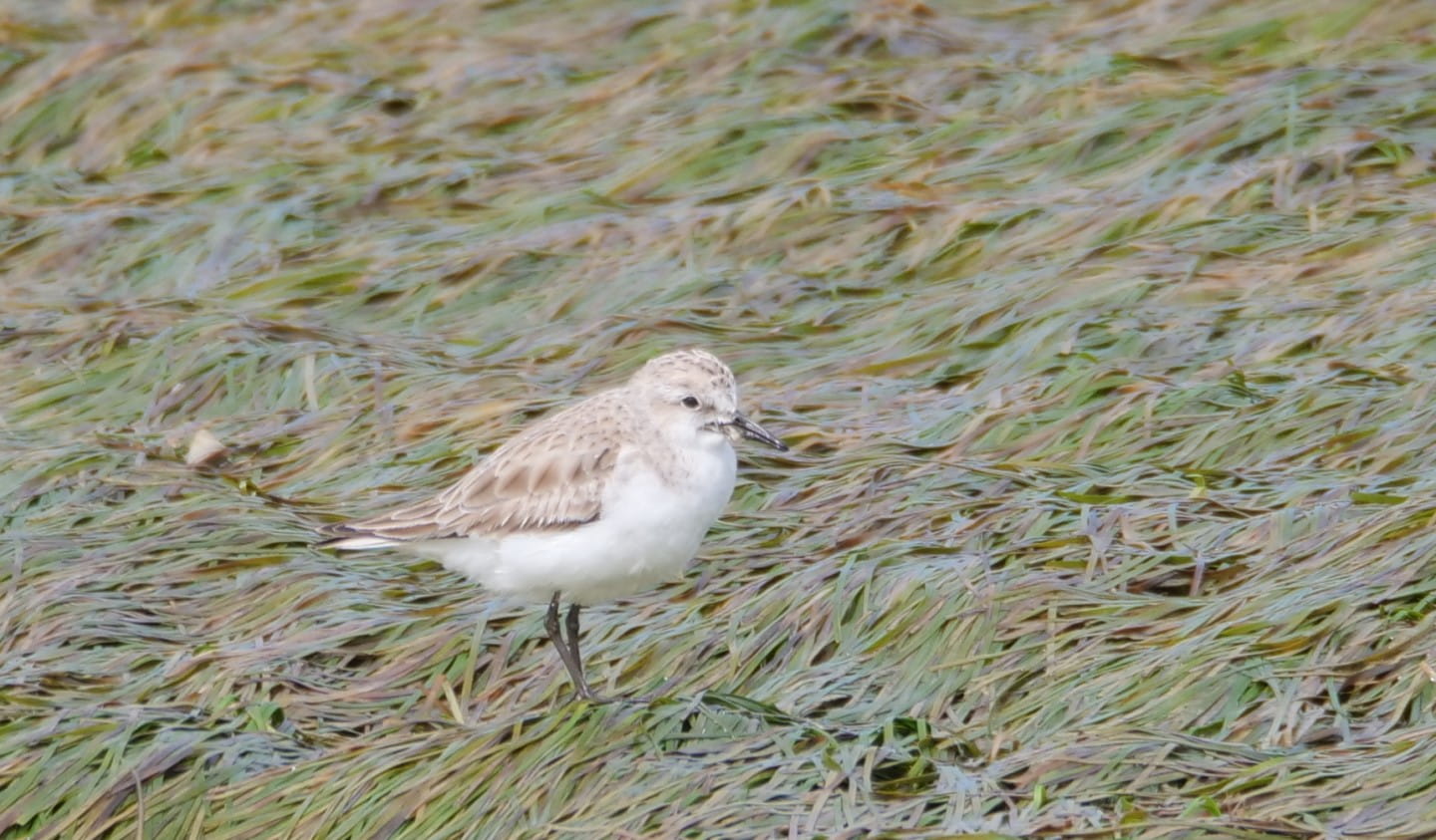 Red-necked Stint