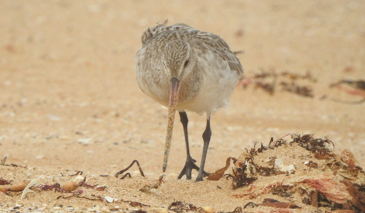 Bar-Tailed Godwit