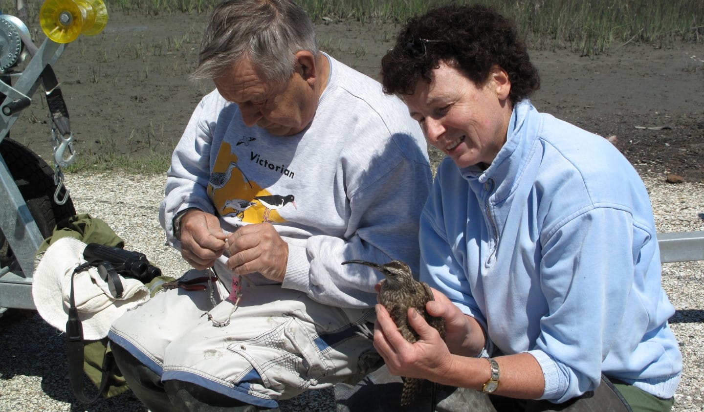Volunteers prepare to band a bird