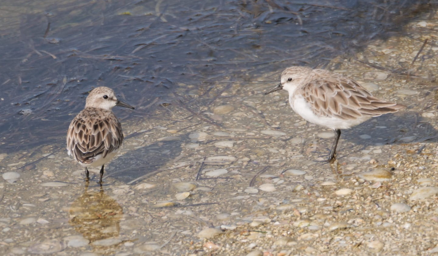 Red-necked Stint