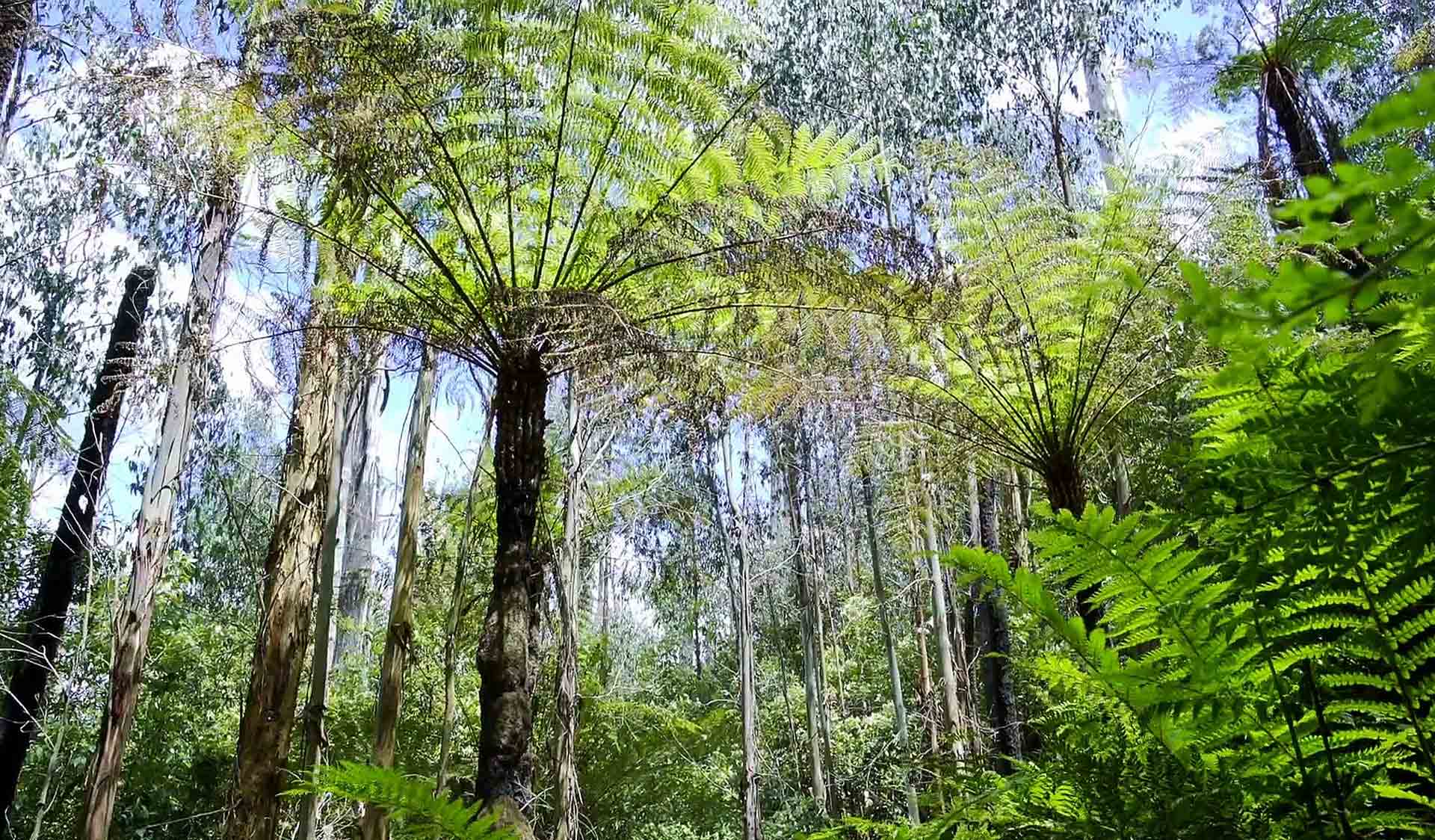 Kinglake