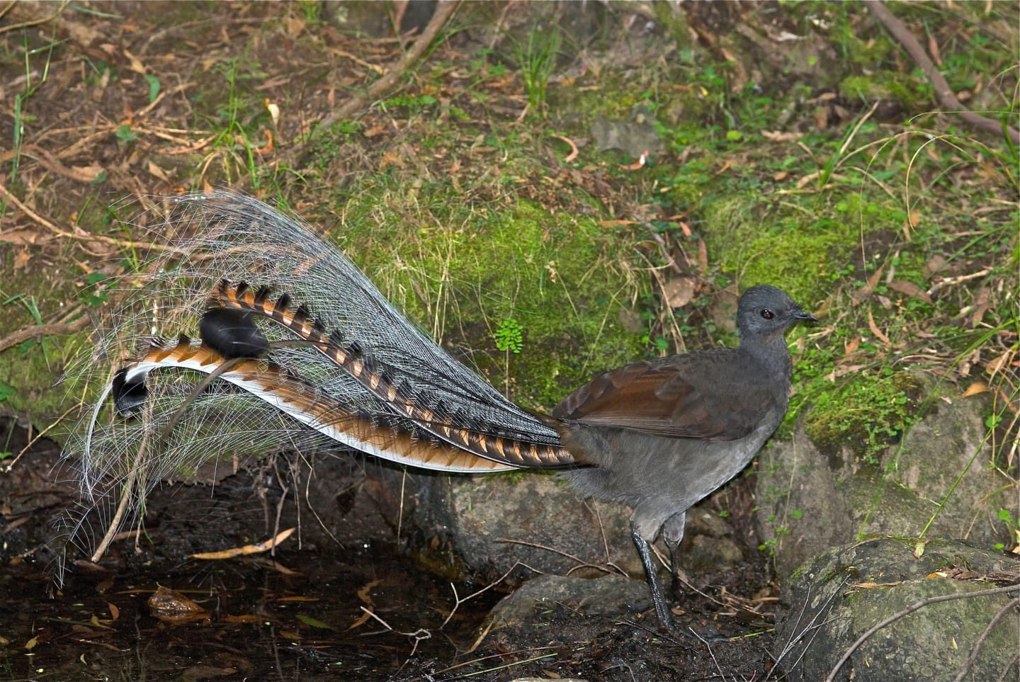 Lyrebird