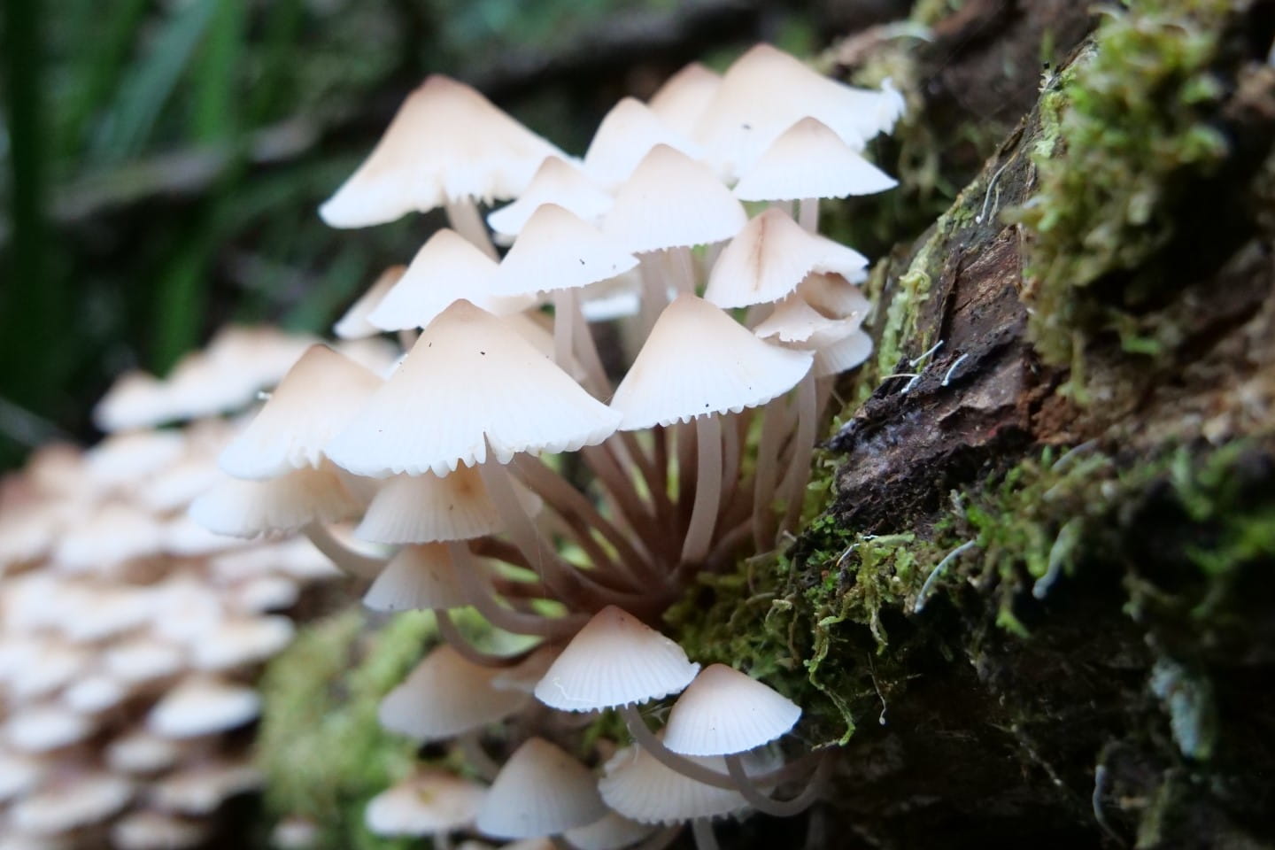 Fungi growing on the forest floor