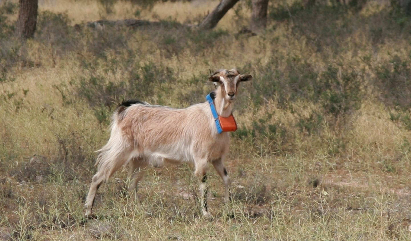 A goat with a tracking collar