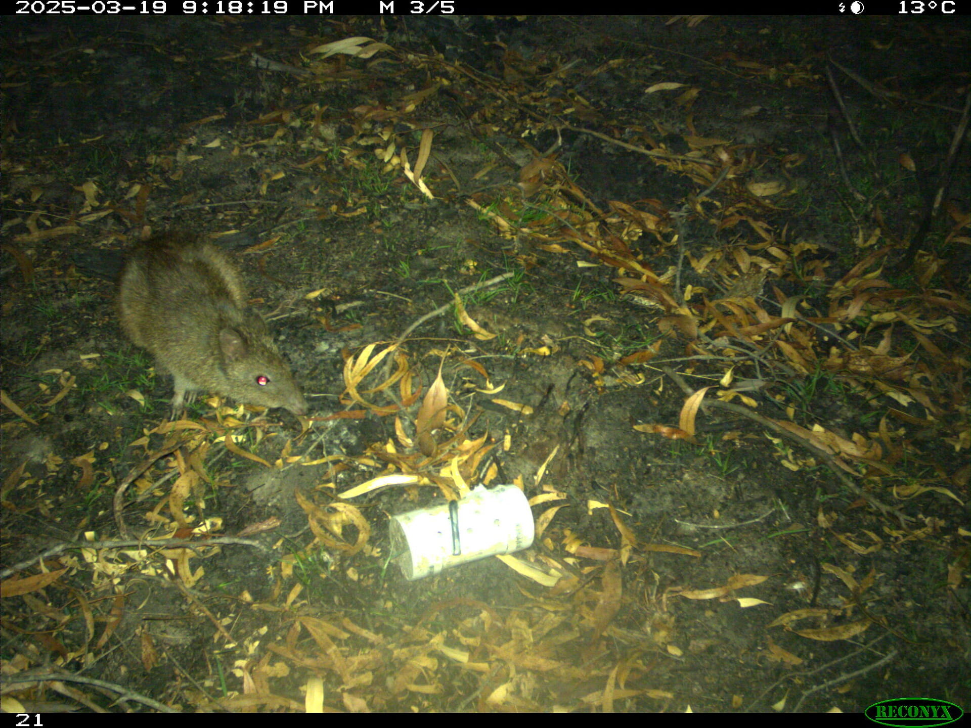 Remote monitoring camera captures image of a Long-nosed Potoroo in the Grampians (Gariwerd) National Park after the 2024-25 summer fires
