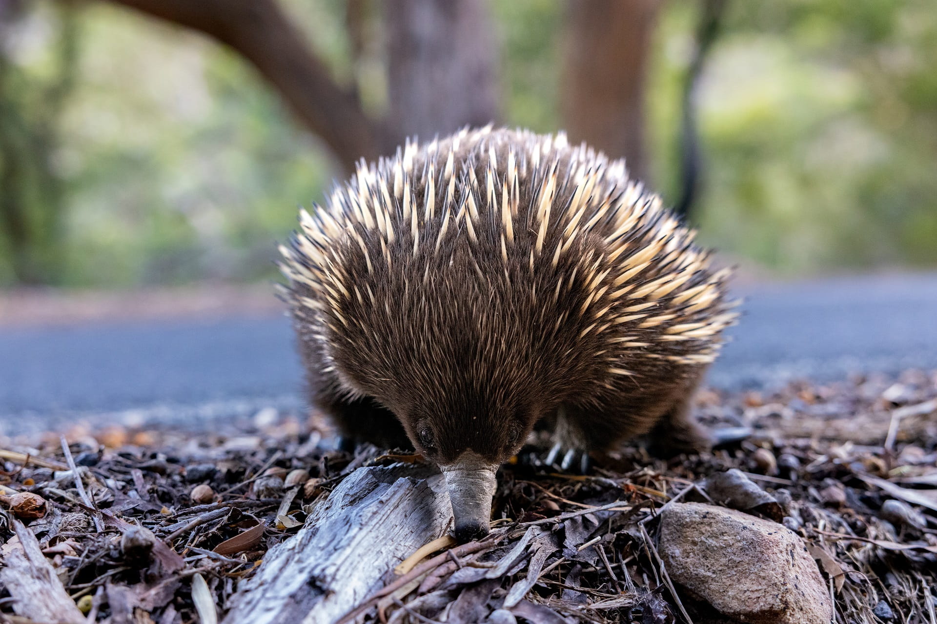 An echidna foraging near the road in Halls Gap