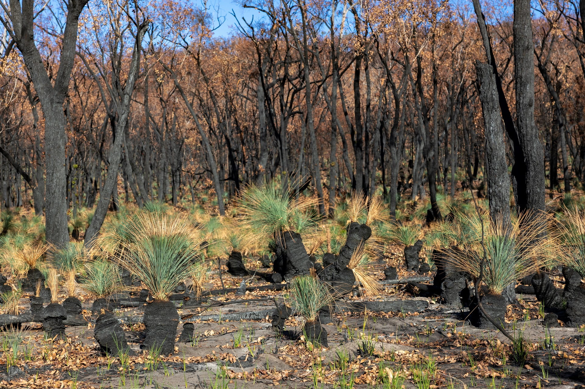 Three months after the Grampians bushifres, Xanthorrhoea or grass trees show their amazing ability to survive a variety of different fire regimes as the living growth is buried within the old dead leaf bases. 