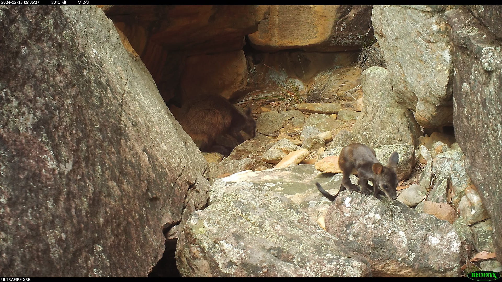 A Brush-tailed Rock-wallaby joey which survived the recent summer bushfires.
