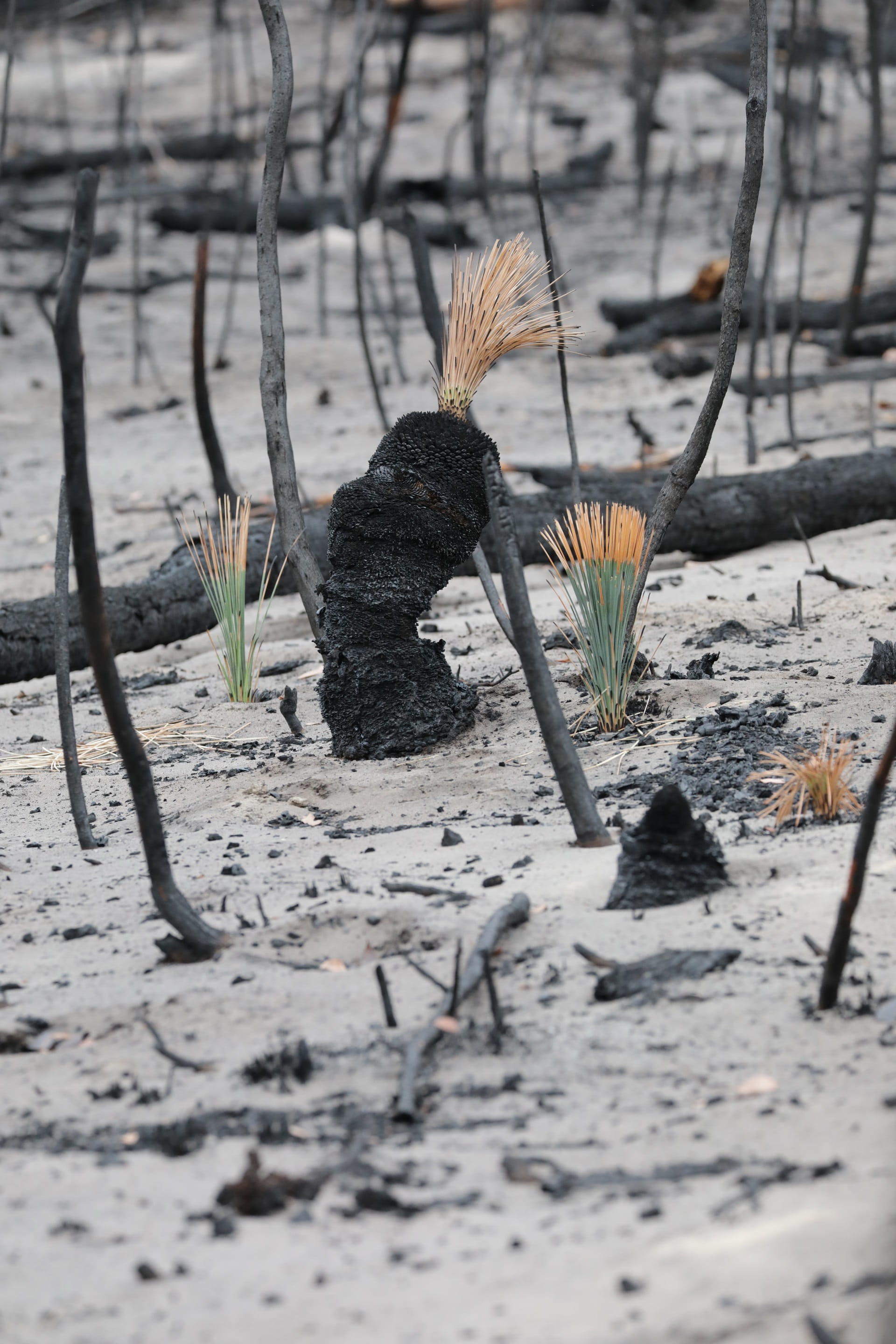 A native flowering grass tree (Xanthorrhoea) is a pyrophytic plant – which means they are adapted to survive in fire-prone habitats. 