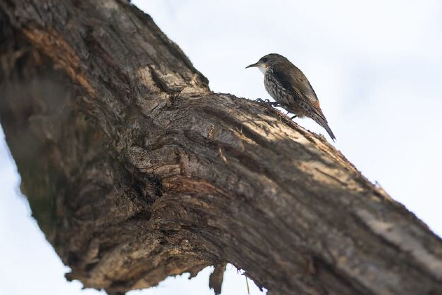 White-Throated Tree Creeper