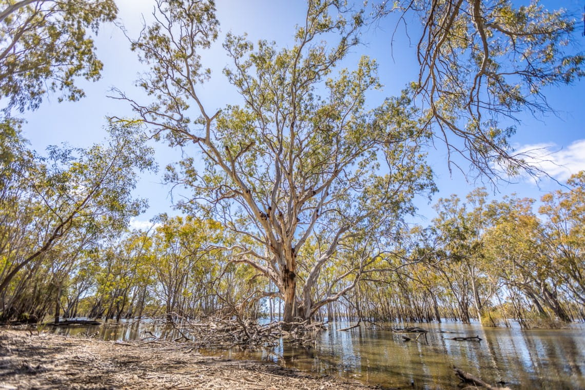 A number of trees standing in the floodplains
