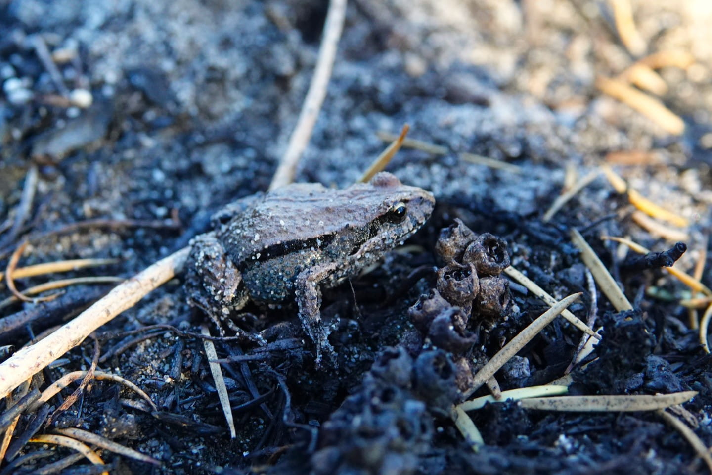 Common Froglet at Howe Flat