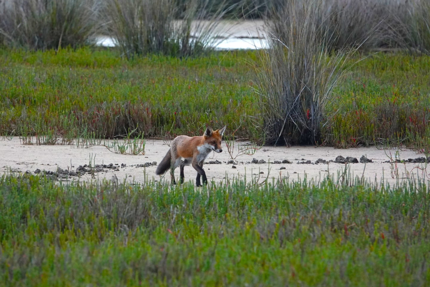 Red Fox seen at Howe Flat