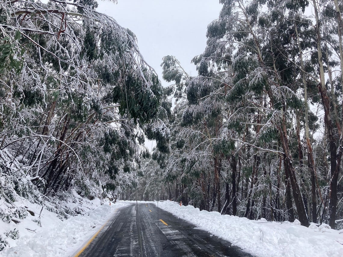 Heavy Snowfall at Mount Buffalo National Park