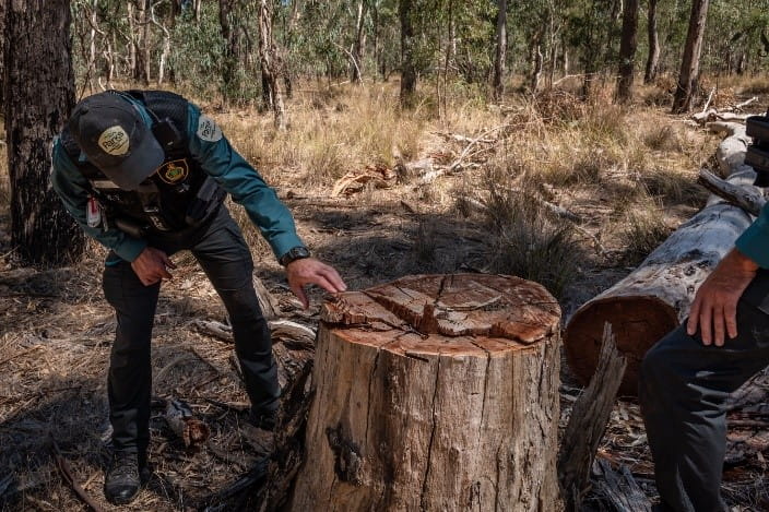 Two men in Parks Victoria uniform are looking at a tree stump in a bush landscape.